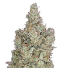 Total Paralysis by Heavyweight Seeds