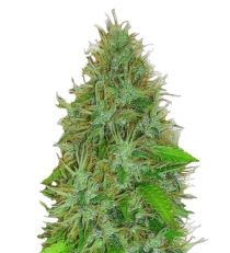 2 Fast 2 Vast Auto by Heavyweight Seeds