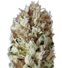 Extreme Impact Auto by Heavyweight Seeds