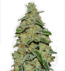 Lemon Cake by Heavyweight Seeds