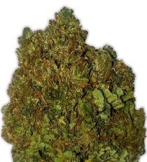 Money Bush by Heavyweight Seeds