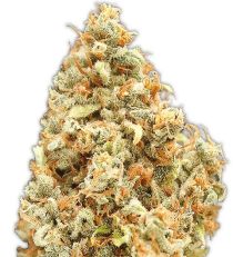 Monster Profit by Heavyweight Seeds
