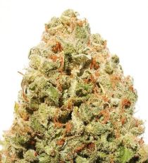 Strawberry Cake Feminized by Heavyweight Seeds