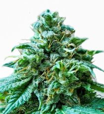 Superb O.G. by Heavyweight Seeds