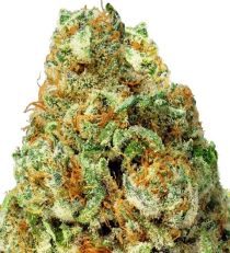Turbo Bud Auto by Heavyweight Seeds