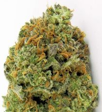 Wipeout Express Auto by Heavyweight Seeds