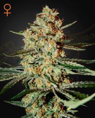 Himalaya Gold Feminized by Green House Seeds