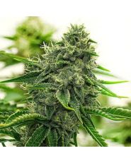 Hippo High Strain by Blimburn