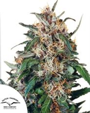 Hollands Hope Regular by Dutch Passion