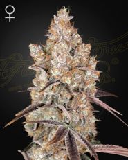 Holy Snow by Green House Seed Company