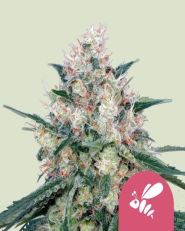 Honey Cream Fast V by Royal Queen Seeds