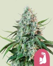 HulkBerry Feminized by Royal Queen Seeds