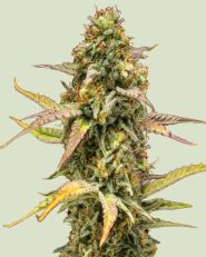 Hyperion F1 Auto by Royal Queen Seeds