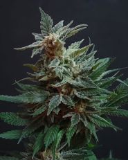 Ice Cream Cake Auto by Growers Choice