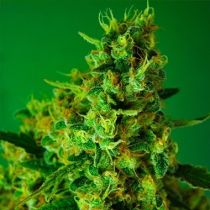 Incredible Bulk Feminized by Dr Krippling