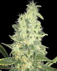 Spliff Seeds Jack F1