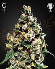 Jack Herer Feminized by Green House Seeds