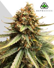 Juicy Lucy autoflower