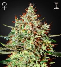 K-Train Feminized Marijuana Seeds