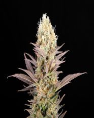 Kaboom Feminized by Kannabia