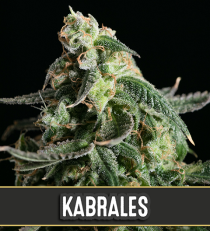 Kabrales Automatic by Blim Burn Seeds