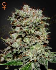 Kalashnikova Feminized by Green House Seeds 