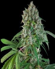 Karel’s Herer Haze Regular by Super Sativa Seed Club