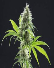 Kama Kush CBD Feminized by Kannabia