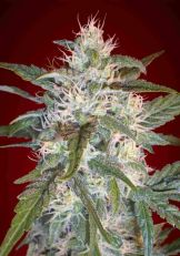 Kaya 47 Feminized - Advanced Seeds