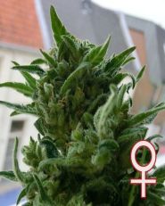 KC33 Feminized by KC Brains