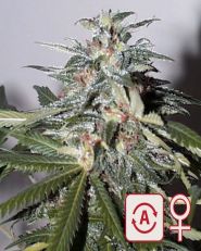 KC51 Automatic by KC Brains