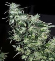 KC Brains Afghani Special
