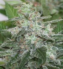 KC Brains Brain's Escape Feminized