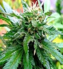 KC Brains California Special