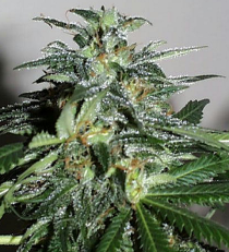KC Brains Cyber Cristal