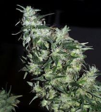 KC Brains Haze Special