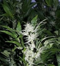 KC Brains KC39