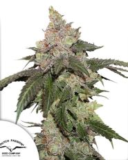 Kerosene Krash Feminized 