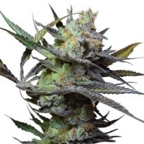 King Kong Feminized - Big Buddha