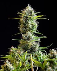 Kickass Auto by Kannabia