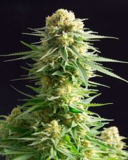 Kritikal-K Feminized 