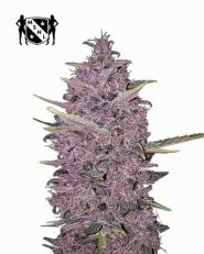 Kushberry Moonrocks Feminized by MSNL Seeds