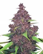 Kushberry Moonrocks Autoflower by MSNL Seeds
