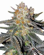 Lemon Cherry Gelato Feminized by MSNL Seeds