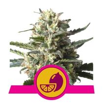 Lemon Shining Silver Haze Feminized - Royal Queen Seeds