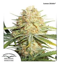 Lemon Zkittle by DP Seeds