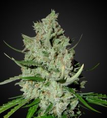 Lemon Haze Regular