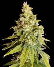 Lemon OG Feminized by Super Sativa Seed Club