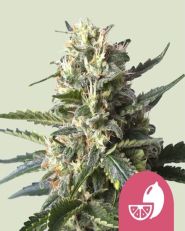 Lemon Shining Silver Haze Feminized - Royal Queen Seeds
