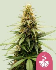 Lemon Skunk Feminized by Royal Queen Seeds